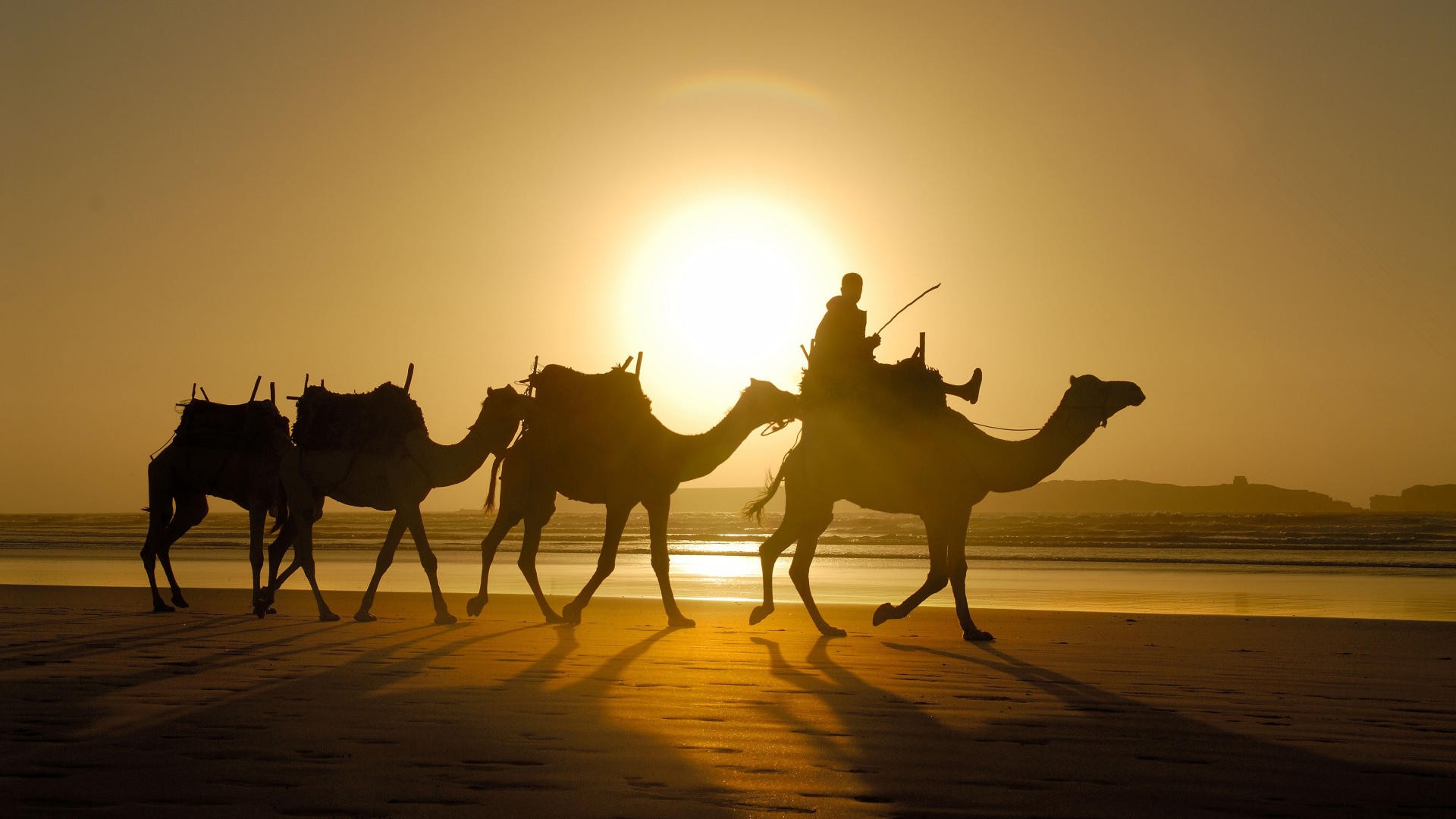 sand-camels-morocco-top-hd-new-wallpaper-free-downlaod-morocco-images